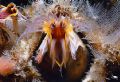   Giant BarnacleThis image was taken Tatoosh island Neah Bay Washington. filter feeding barnacle open snaring plankton water. This guy about across base lives deep water steady current. Washington current  